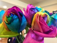 Summer Vacation 2018-177  Absolutely stunning roses in Cape Kiwanda